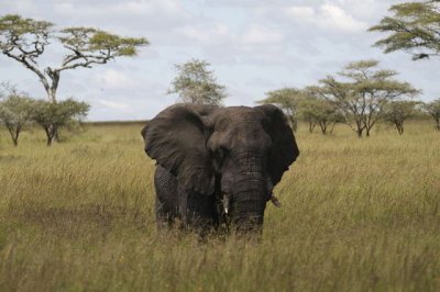 Elephant in the wild.jpg